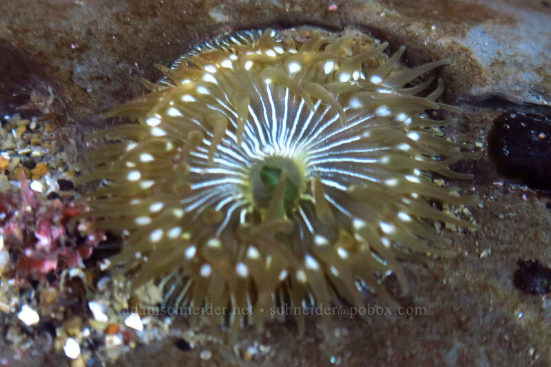 brooding anemone (Epiactis prolifera) [Boiler Bay Research Reserve, Lincoln County, Oregon]