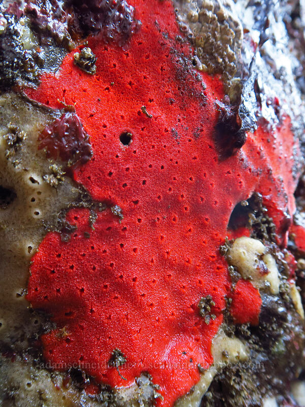 red velvet sponge (Clathria pennata (Ophlitaspongia pennata)) [Boiler Bay Research Reserve, Lincoln County, Oregon]