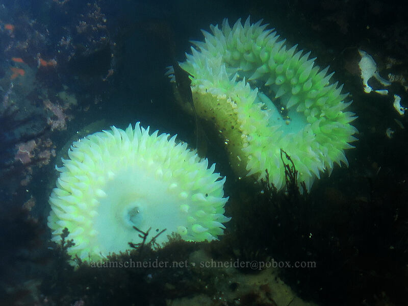 pale giant green anemones (Anthopleura xanthogrammica) [Boiler Bay Research Reserve, Lincoln County, Oregon]