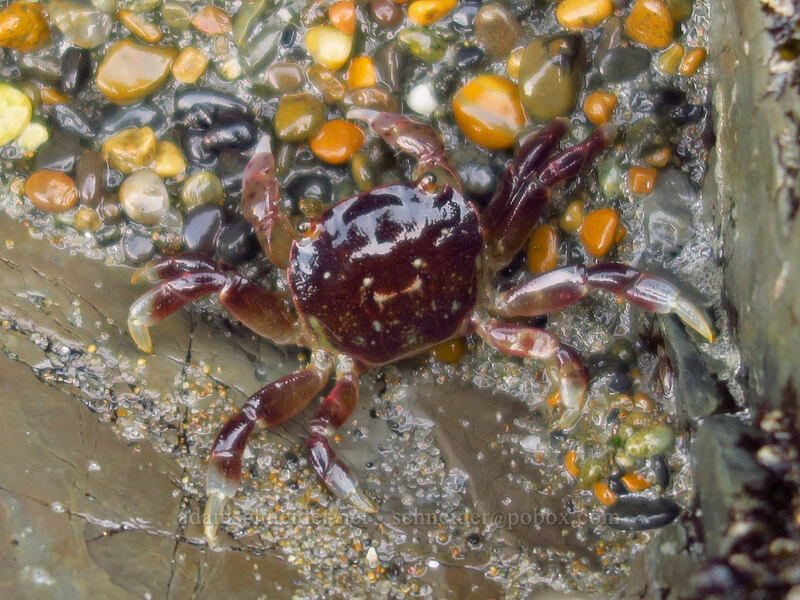 purple shore crab (Hemigrapsus nudus) [Spanish Head, Lincoln City, Lincoln County, Oregon]