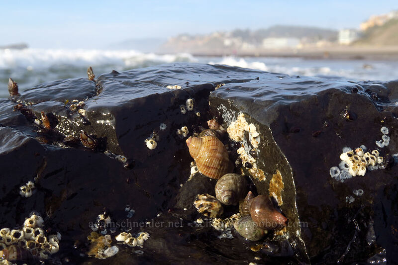 intertidal snails (Nucella canaliculata, Nucella lamellosa) [Spanish Head, Lincoln City, Lincoln County, Oregon]