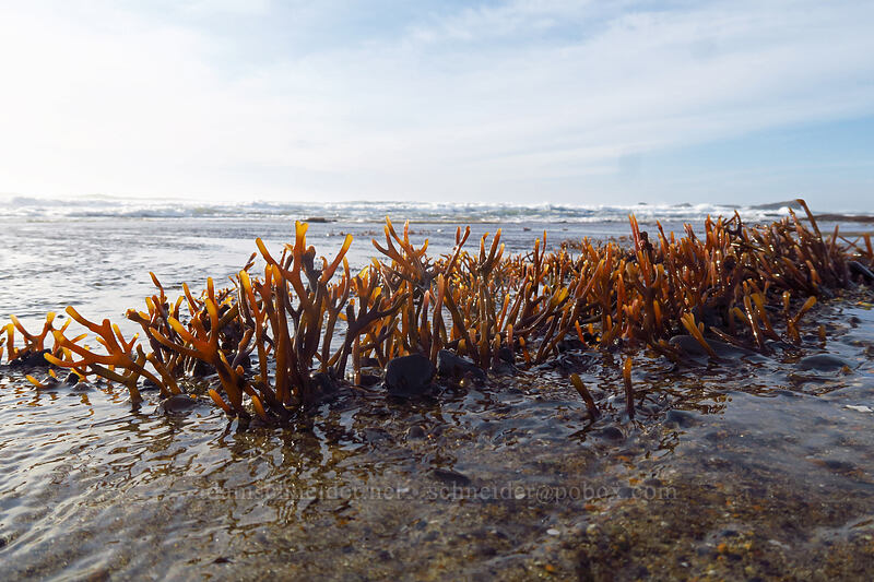 flattened Ahnfelt's seaweed (Ahnfeltiopsis linearis (Gymnogongrus linearis)) [Spanish Head, Lincoln City, Lincoln County, Oregon]