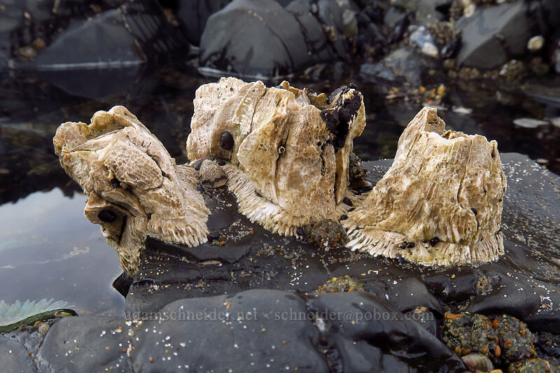 thatched barnacles (Semibalanus cariosus) [Spanish Head, Lincoln City, Lincoln County, Oregon]