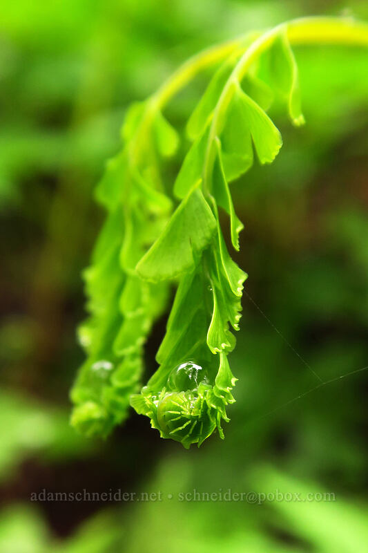 maidenhair fern (Adiantum aleuticum) [Angel's Rest Trail, Columbia River Gorge, Oregon]