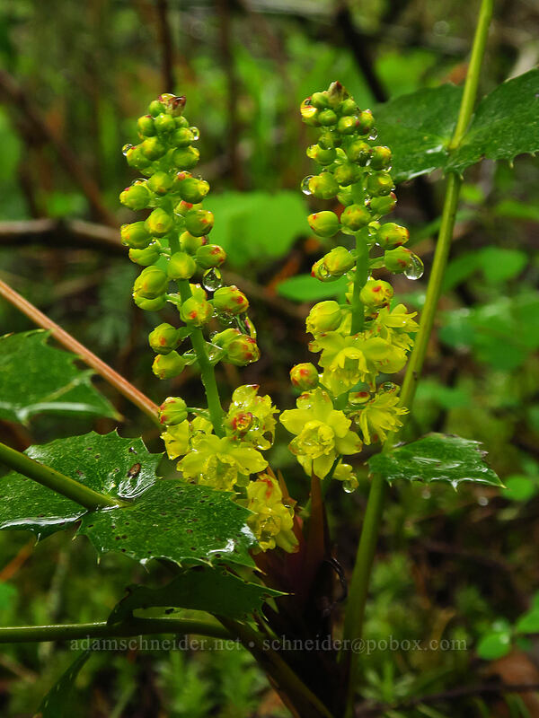 Cascade Oregon-grape flowers (Mahonia nervosa (Berberis nervosa)) [Angel's Rest Trail, Columbia River Gorge, Multnomah County, Oregon]