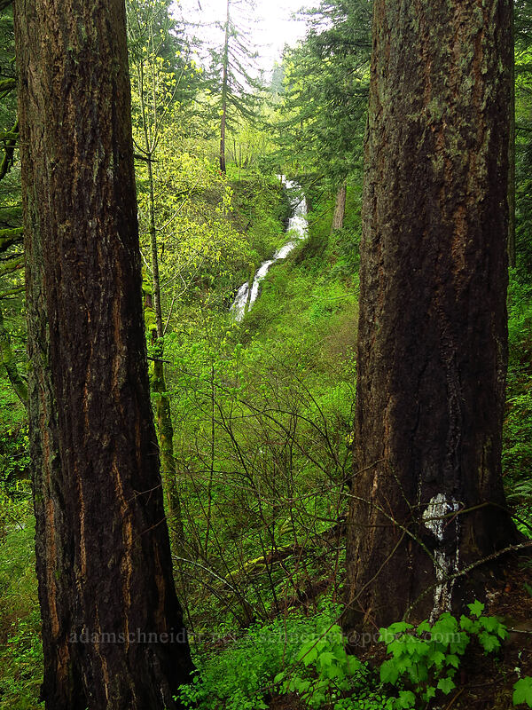 Upper Coopey Falls [Angel's Rest Trail, Columbia River Gorge, Multnomah County, Oregon]