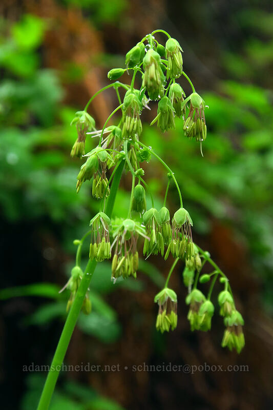 male meadow-rue flowers (Thalictrum occidentale) [Angel's Rest Trail, Columbia River Gorge, Multnomah County, Oregon]