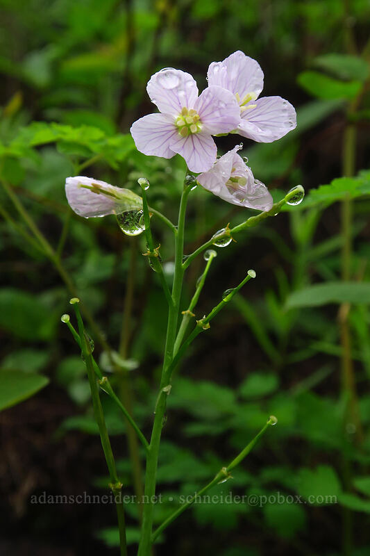 oaks toothwort (Cardamine nuttallii) [Angel's Rest Trail, Columbia River Gorge, Multnomah County, Oregon]