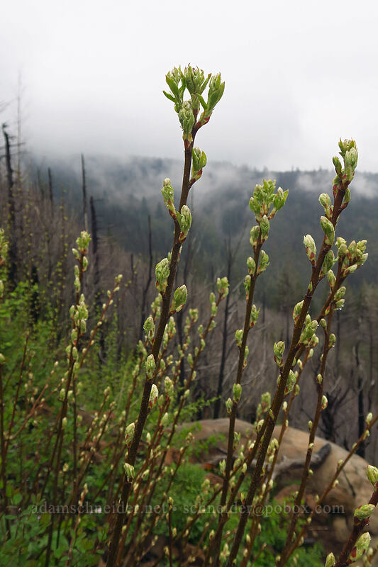 serviceberry shoots (Amelanchier alnifolia) [Angel's Rest Trail, Columbia River Gorge, Multnomah County, Oregon]