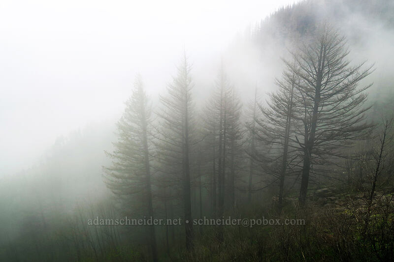 trees in the mist [Angel's Rest, Columbia River Gorge, Multnomah County, Oregon]