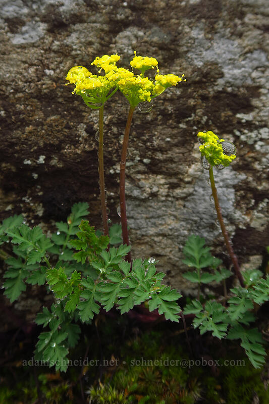 Cascade desert parsley (Lomatium martindalei) [Angel's Rest, Columbia River Gorge, Multnomah County, Oregon]