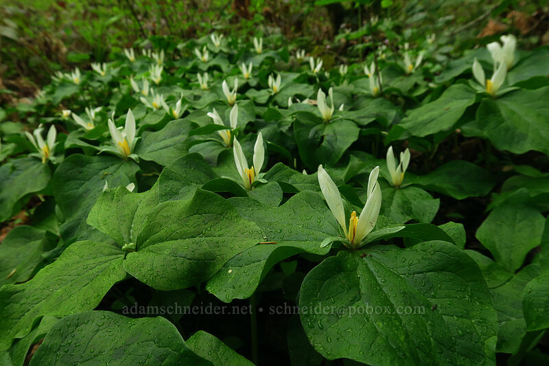 small-flowered trillium (Trillium albidum ssp. parviflorum) [Camassia Natural Area, West Linn, Clackamas County, Oregon]