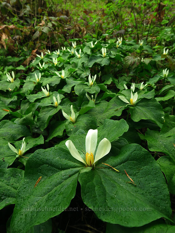 small-flowered trillium (Trillium albidum ssp. parviflorum (Trillium chloropetalum)) [Camassia Natural Area, West Linn, Oregon]
