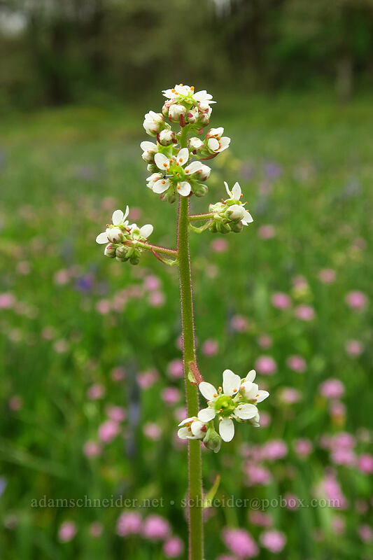saxifrage (Micranthes sp. (Saxifraga sp.)) [Camassia Natural Area, West Linn, Clackamas County, Oregon]
