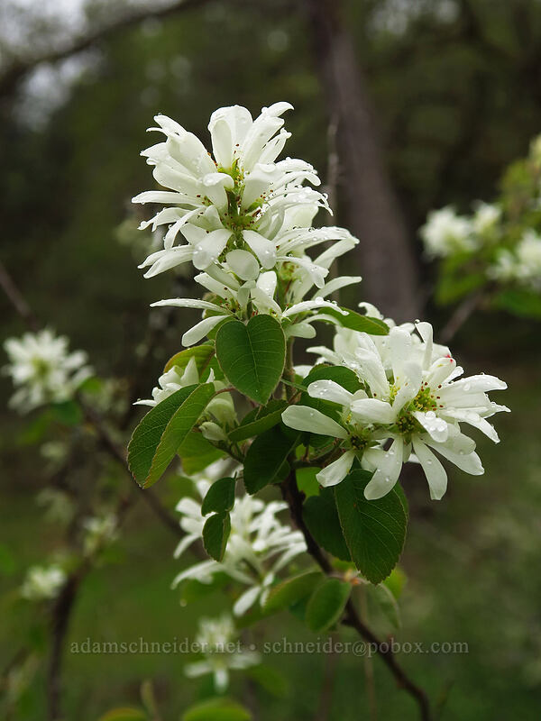 serviceberry flowers (Amelanchier alnifolia) [Camassia Natural Area, West Linn, Clackamas County, Oregon]