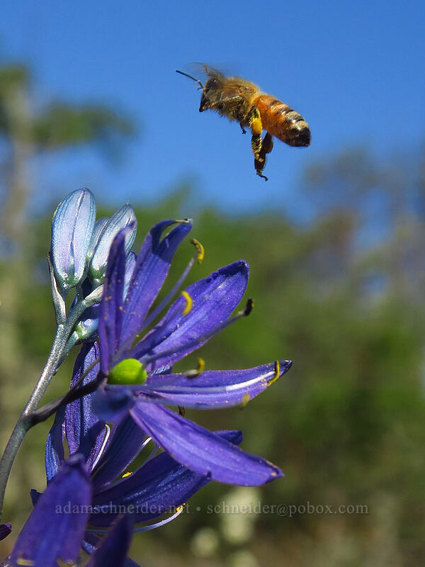 honeybee approaching camas flowers (Apis mellifera, Camassia quamash) [Camassia Natural Area, West Linn, Clackamas County, Oregon]