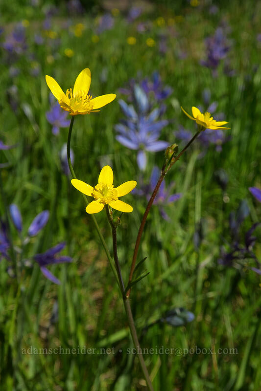 western buttercups (Ranunculus occidentalis) [Camassia Natural Area, West Linn, Clackamas County, Oregon]