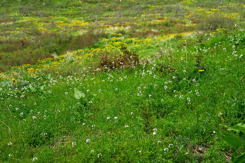 wildflowers [Chenoweth Tableland, Wasco County, Oregon]