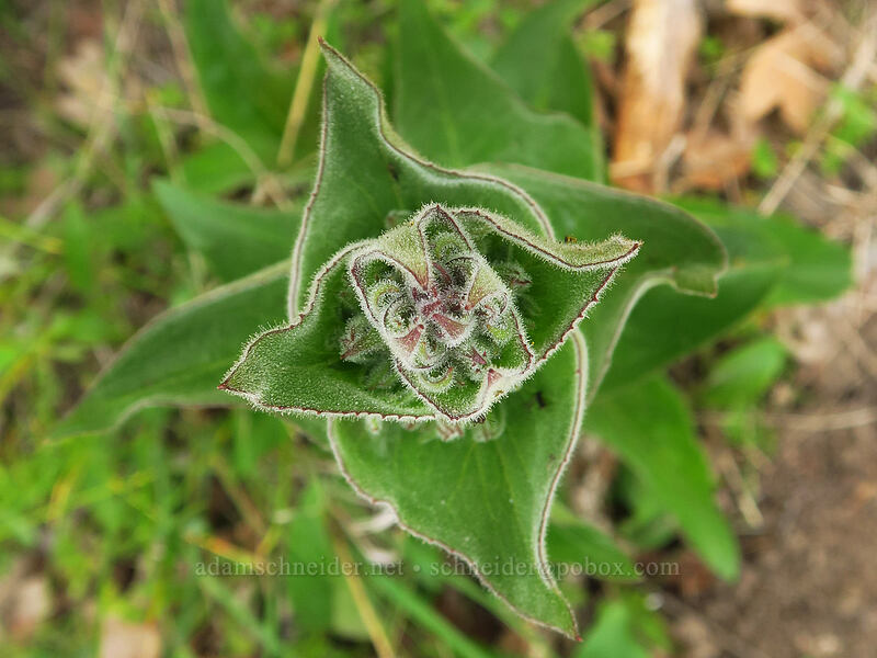 sticky-stem penstemon, budding (Penstemon glandulosus var. chelanensis) [Chenoweth Tableland, Wasco County, Oregon]