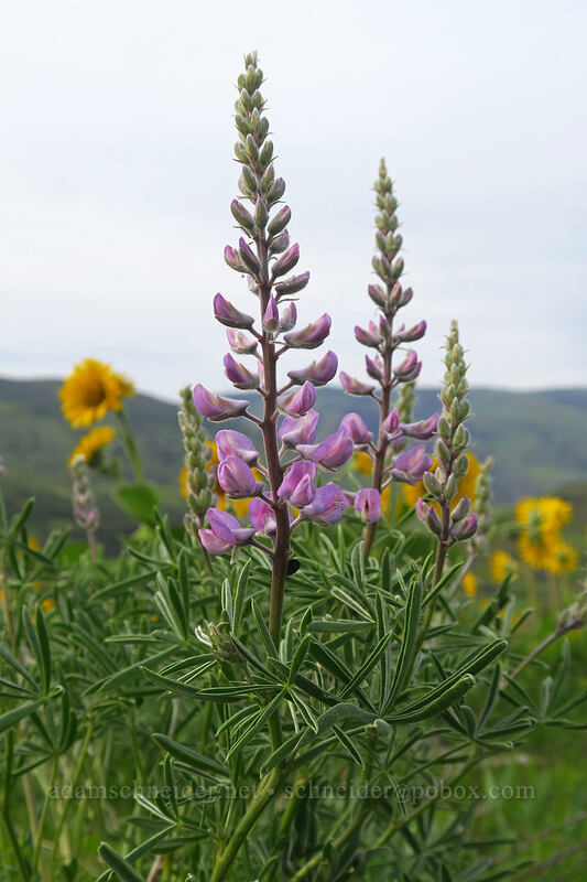 spurred lupine (Lupinus arbustus) [Chenoweth Tableland, Wasco County, Oregon]
