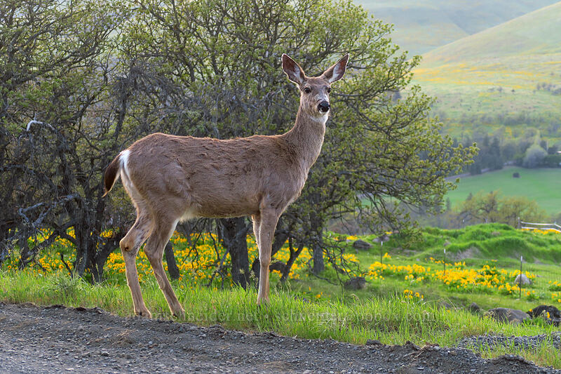 mule deer (Odocoileus hemionus columbianus) [Sandlin Road, Wasco County, Oregon]