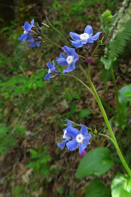 great hound's-tongue (Adelinia grandis (Cynoglossum grande)) [Augspurger Trail, Columbia River Gorge, Skamania County, Washington]
