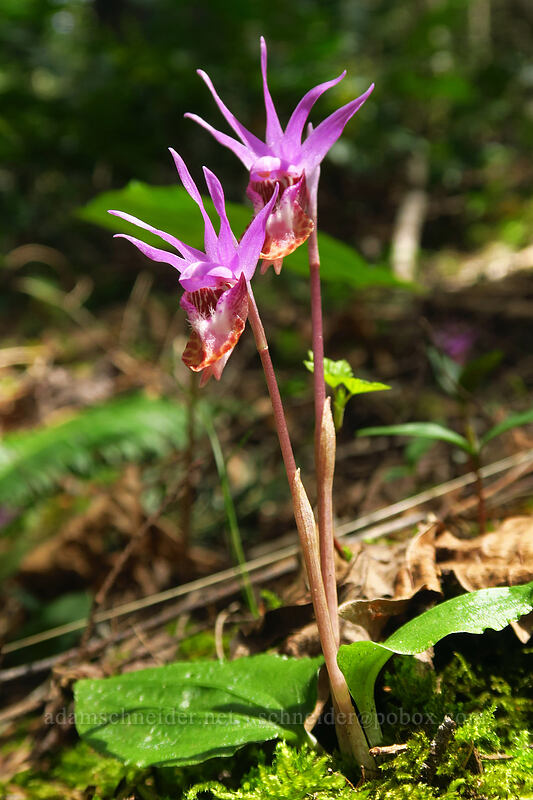 calypso orchids (Calypso bulbosa var. occidentalis) [Augspurger Trail, Columbia River Gorge, Skamania County, Washington]
