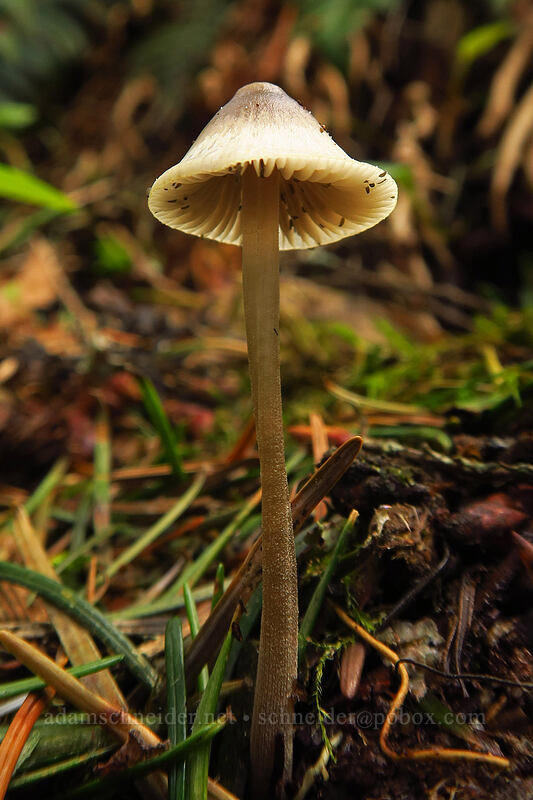 mushroom [Augspurger Trail, Columbia River Gorge, Skamania County, Washington]