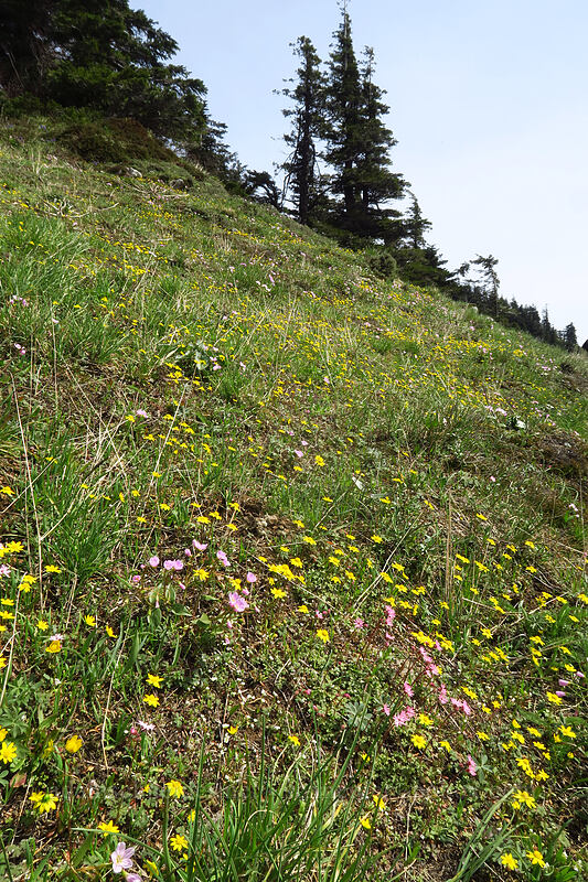 wildflowers [Dog-Augspurger Tie Trail, Columbia River Gorge, Skamania County, Washington]