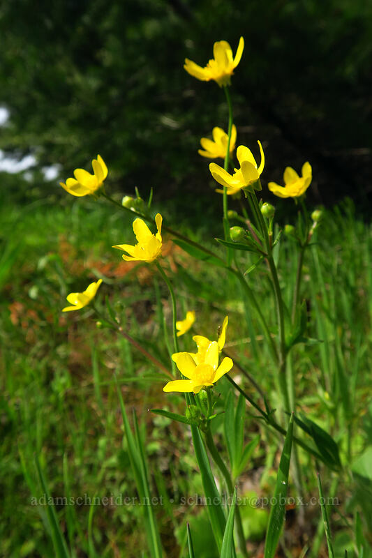 western buttercups (Ranunculus occidentalis) [Dog Mountain, Columbia River Gorge, Skamania County, Washington]