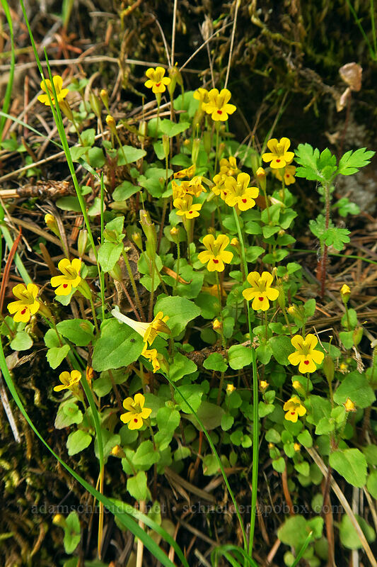 chickweed monkeyflower (Erythranthe alsinoides (Mimulus alsinoides)) [Dog Mountain Trail, Columbia River Gorge, Skamania County, Washington]