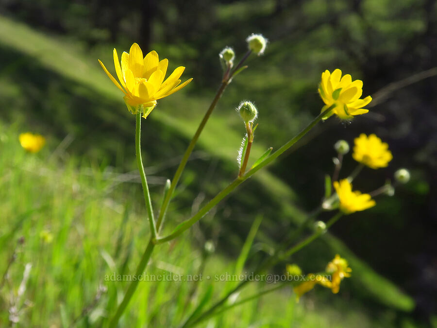 California buttercups (Ranunculus californicus) [Monument Trail, Henry W. Coe State Park, Santa Clara County, California]