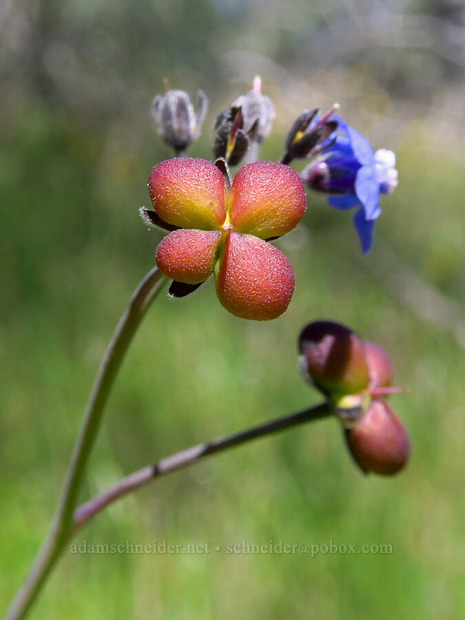 great hound's-tongue seeds (Adelinia grandis (Cynoglossum grande)) [Flat Frog Trail, Henry W. Coe State Park, Santa Clara County, California]