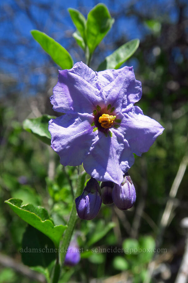 blue-witch nightshade (Solanum umbelliferum) [Flat Frog Trail, Henry W. Coe State Park, Santa Clara County, California]