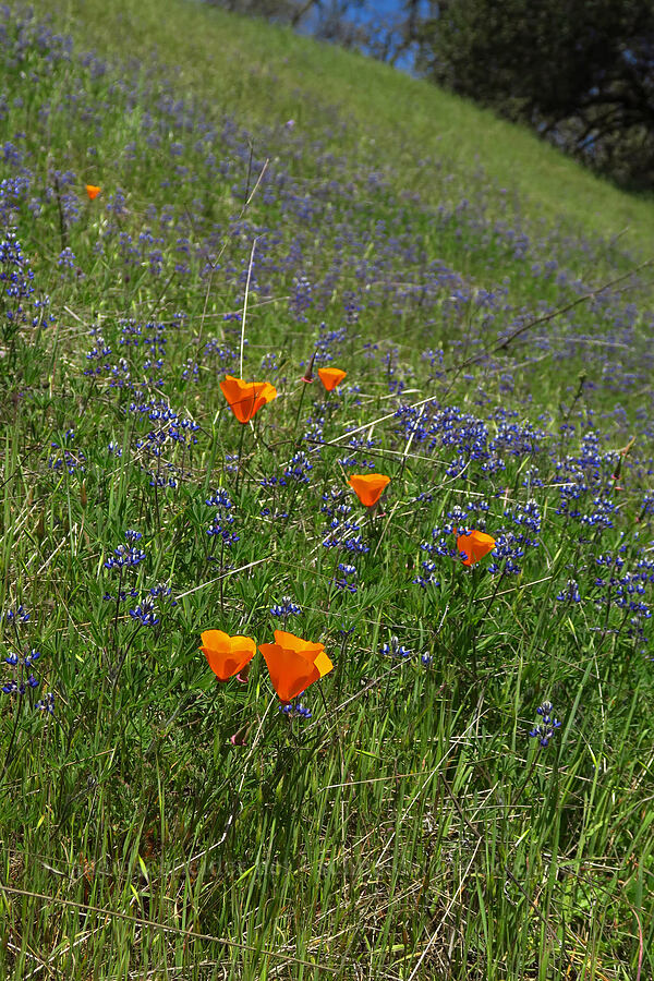 poppies & lupines (Eschscholzia californica, Lupinus sp.) [Springs Trail, Henry W. Coe State Park, Santa Clara County, California]