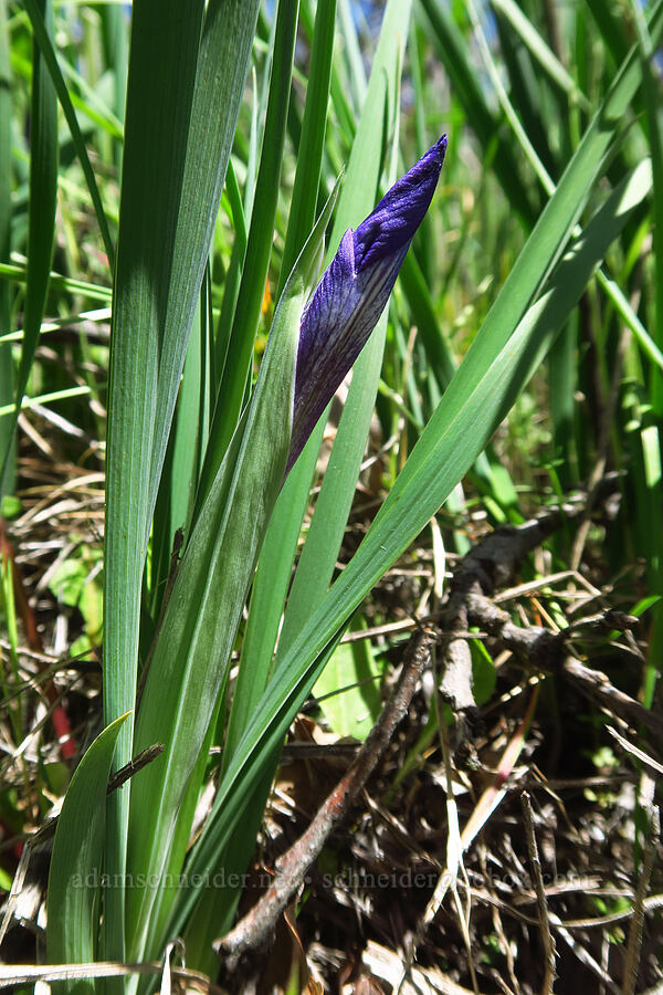 ground iris, budding (Iris macrosiphon) [Springs Trail, Henry W. Coe State Park, Santa Clara County, California]