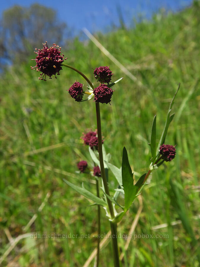 purple sanicle (Sanicula bipinnatifida) [Springs Trail, Henry W. Coe State Park, Santa Clara County, California]