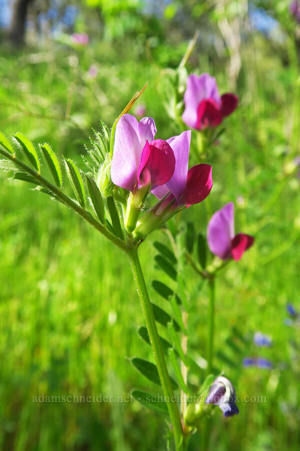 common vetch (Vicia sativa) [Steer Ridge Trail, Henry W. Coe State Park, Santa Clara County, California]