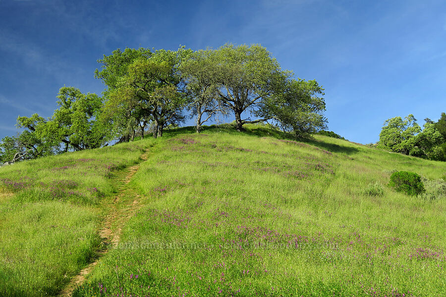 hairy vetch & oak savannah (Vicia villosa, Quercus sp.) [Steer Ridge Trail, Henry W. Coe State Park, Santa Clara County, California]