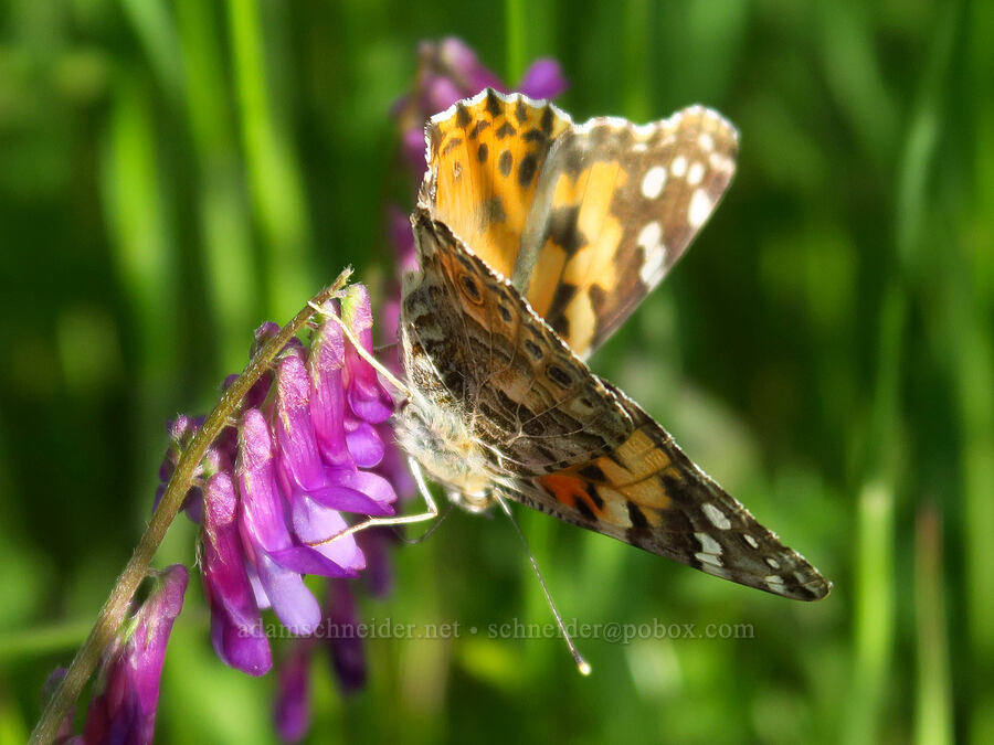 painted lady butterfly on hairy vetch (Vanessa cardui, Vicia villosa) [Steer Ridge Trail, Henry W. Coe State Park, Santa Clara County, California]