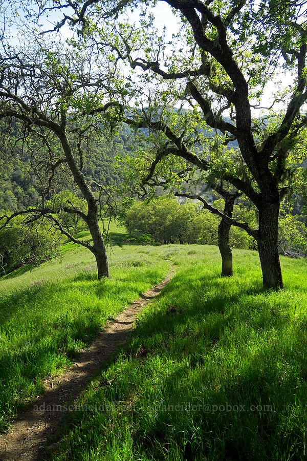 green hills [Steer Ridge Trail, Henry W. Coe State Park, Santa Clara County, California]