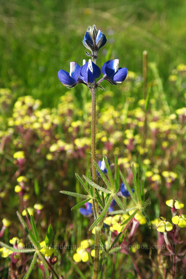 miniature lupine & butter-and-eggs (Lupinus bicolor, Triphysaria eriantha (Orthocarpus erianthus)) [Hunting Hollow Road, Henry W. Coe State Park, Santa Clara County, California]