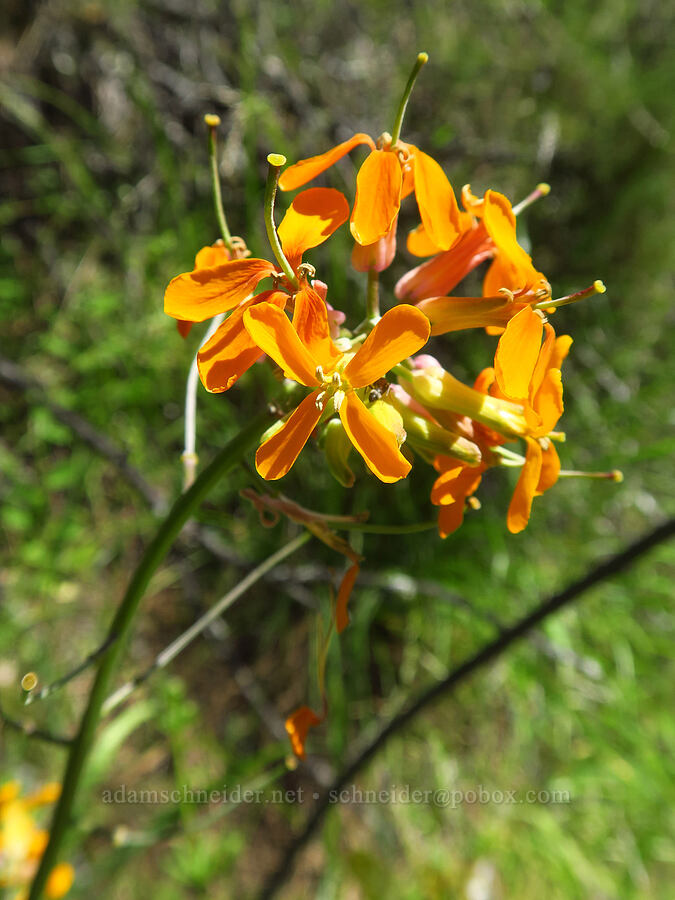 orange wallflower (Erysimum capitatum) [Condor Gulch Trail, Pinnacles National Park, San Benito County, California]