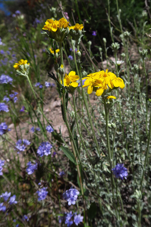 golden yarrow (Eriophyllum confertiflorum) [Condor Gulch Trail, Pinnacles National Park, San Benito County, California]