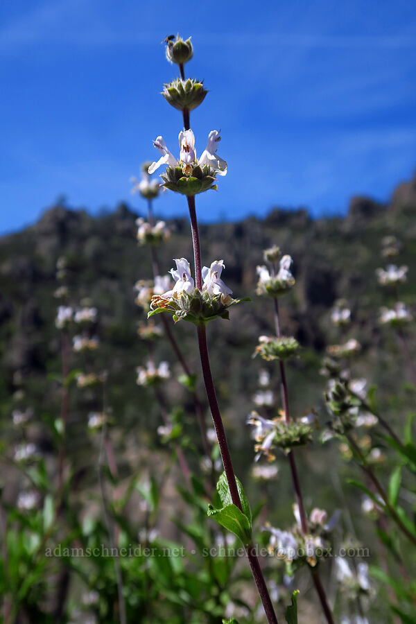 black sage (Salvia mellifera) [Condor Gulch Trail, Pinnacles National Park, San Benito County, California]