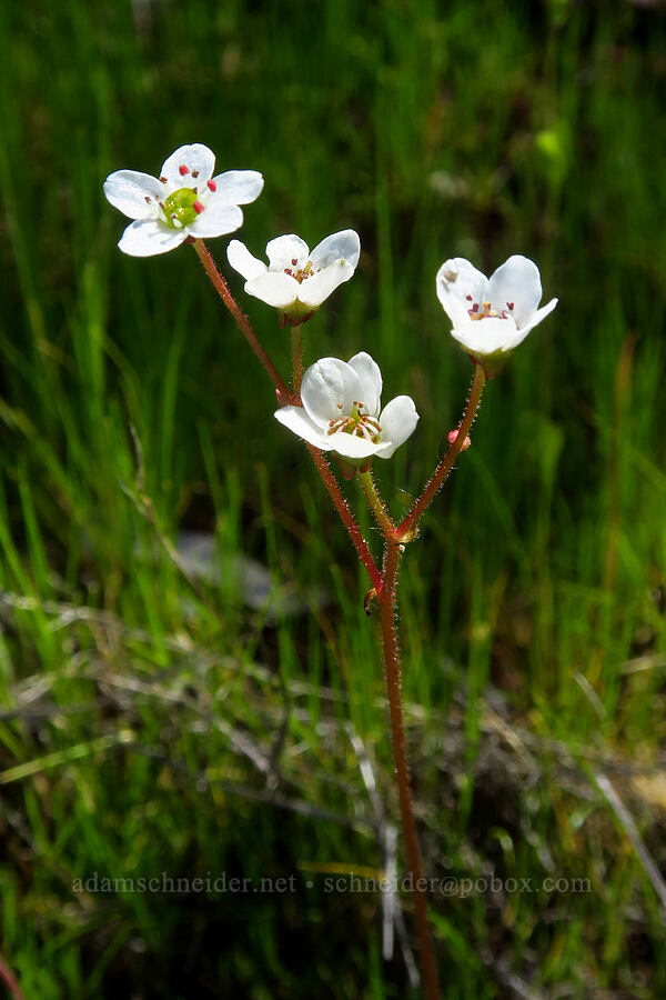 California saxifrage (Micranthes californica (Saxifraga californica)) [High Peaks Trail, Pinnacles National Park, San Benito County, California]
