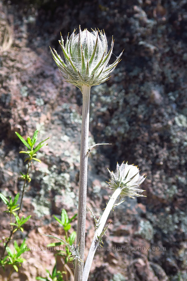 cobwebby thistle (Cirsium occidentale var. venustum) [High Peaks Trail, Pinnacles National Park, San Benito County, California]
