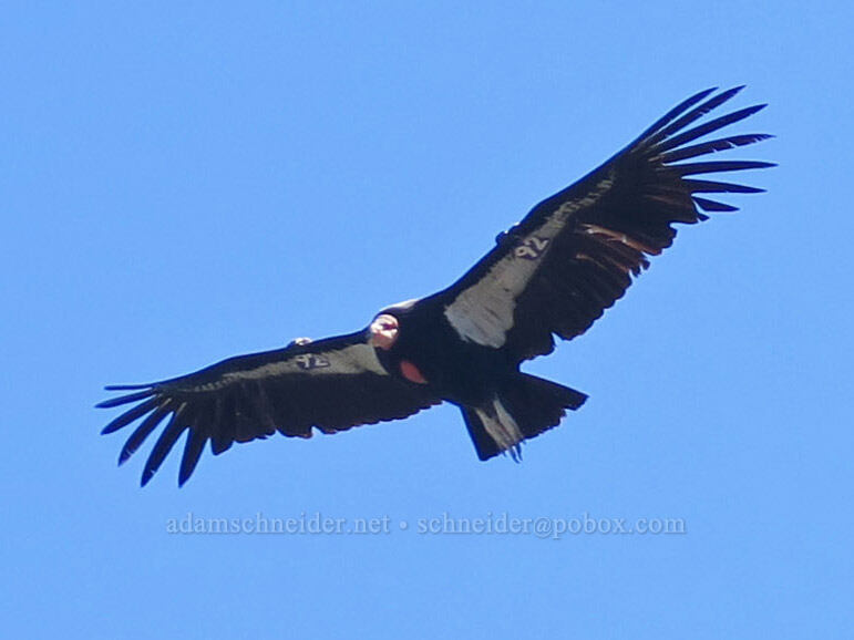 California condor #92 (Gymnogyps californianus) [High Peaks Trail, Pinnacles National Park, San Benito County, California]