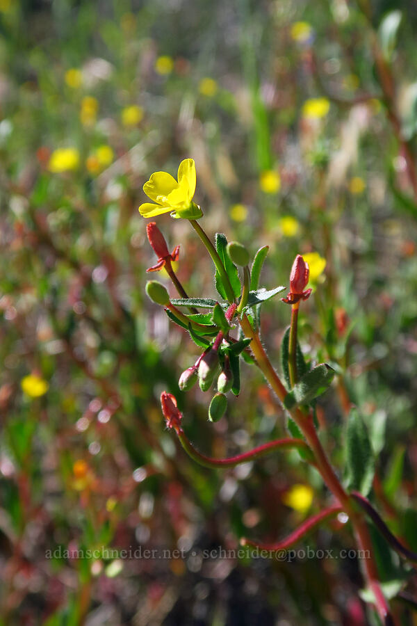 plains evening-primrose (contorted sun-cup) (Camissonia contorta (Oenothera contorta)) [High Peaks Trail, Pinnacles National Park, San Benito County, California]