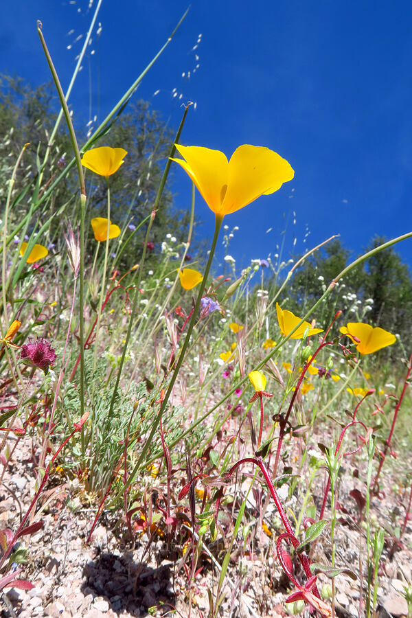 foothill poppies (Eschscholzia caespitosa) [High Peaks Trail, Pinnacles National Park, San Benito County, California]